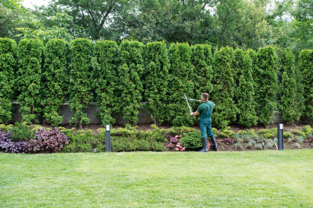 Best Sod Installation  in Elizabeth, CO