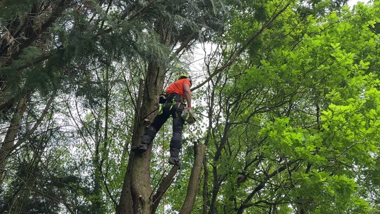 Best Leaf Removal  in Elizabeth, CO