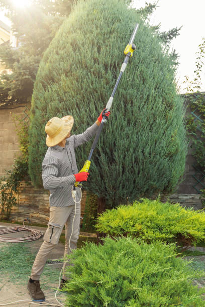 How Our Tree Care Process Works  in Elizabeth, CO