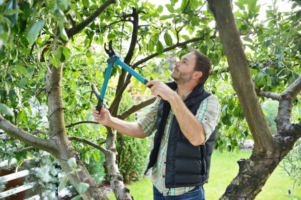 Best Tree Trimming and Pruning  in Elizabeth, CO